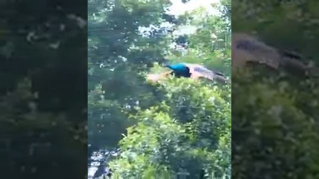 Танец павлинов смотреть онлайн