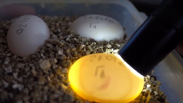 Просвечивание яиц среднеазиатской черепахи. Срок - 10 дней смотреть онлайн