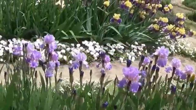 Выставка ирисов 2014 (НБС, Крым) - 09.05.14 смотреть онлайн