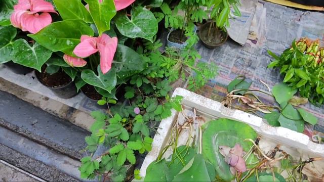 Rose Plant Lotus Shame Plant Maranta leuconeura Black Zz Plant At Flower Plants Market In kolkata смотреть онлайн