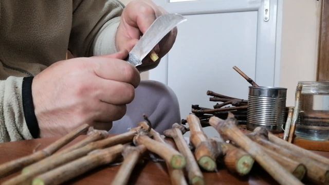 Alyoire viță de vie. Semicopulație perfectionată dublă. Muscat Hamburg смотреть онлайн