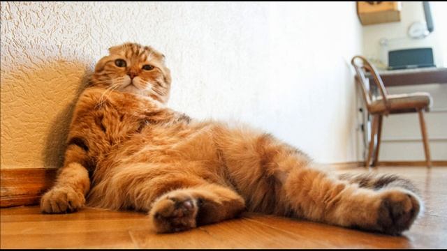 Шотландская вислоухая кошка, всё о породе смотреть онлайн