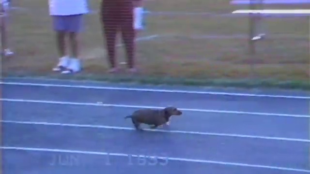 Собачьи гонки смотреть онлайн