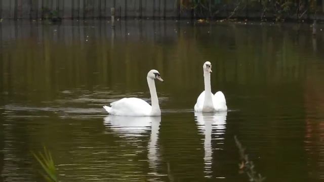 Красивые лебеди на озере #VideoStock смотреть онлайн