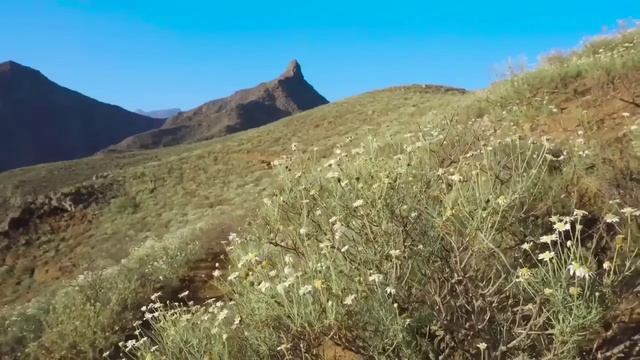 Колесниковы// Свете нужны профессиональные метла и пинок! // Обзор видео// смотреть онлайн