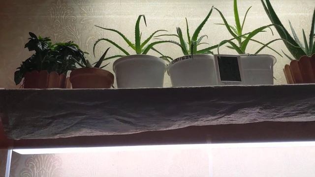 свет, лампы для суккулентов смотреть онлайн