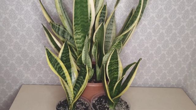 Сансевиерия. Общий обзор моей коллекции Сансевиерий. Разные сорта сансевиерий. смотреть онлайн