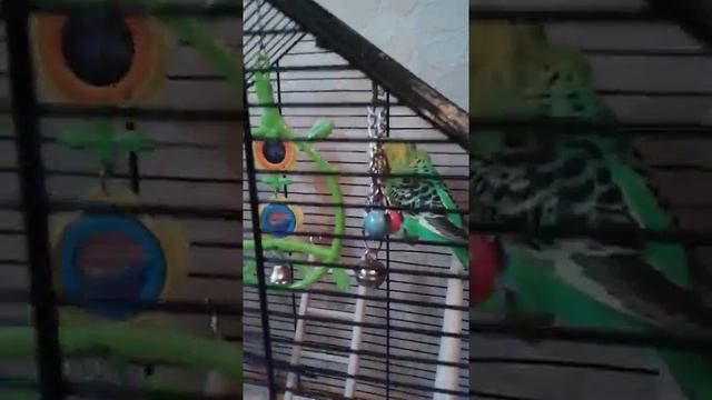 Игрушка для волнистых попугаев своими руками. смотреть онлайн