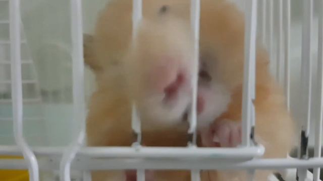 Внимание лев загрыз клетку и сбежал😨 смотреть онлайн