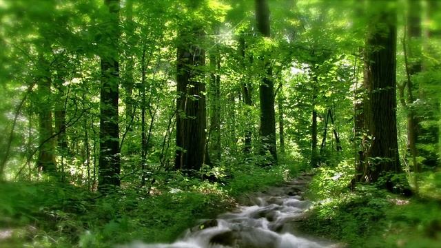 Заставка лесная река смотреть онлайн