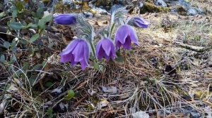 Поездка в Горный Алтай на цветение маральника Цветут прострелы, кандыки