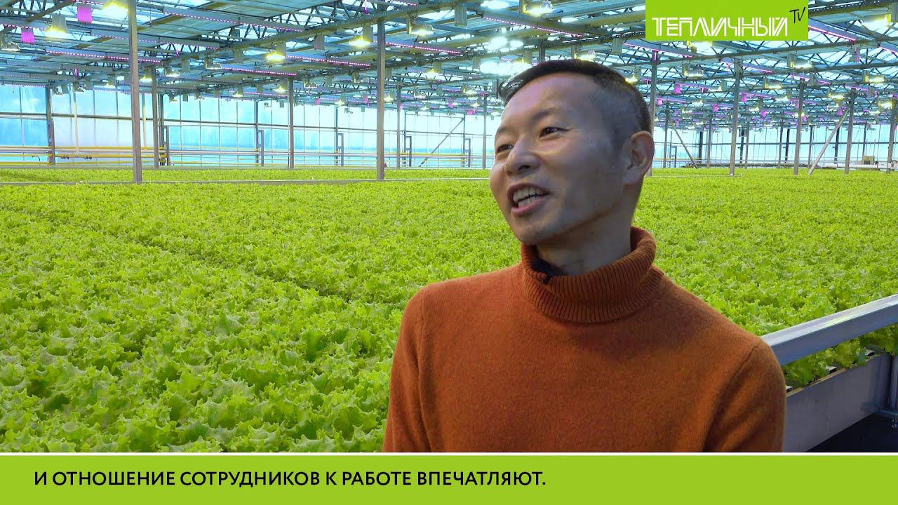 Японская семеноводческая компания высоко оценила качество продукции "Тепличного" смотреть онлайн