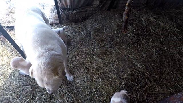 Алабай Щенки возраст 1 месяц. смотреть онлайн
