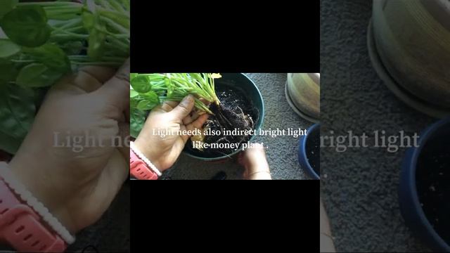 How to split arrowhead plant /Syngonium podophyllum смотреть онлайн