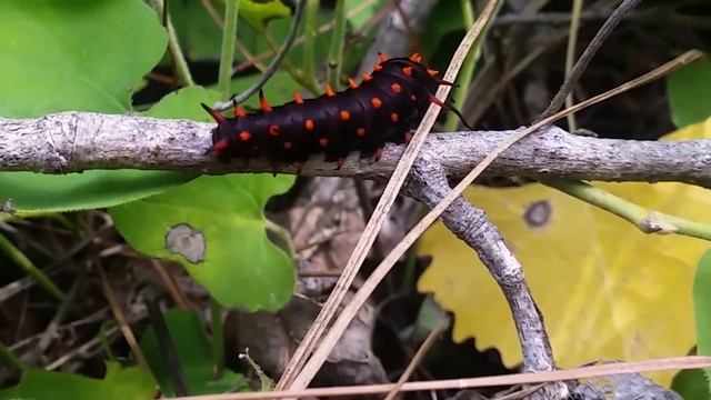 5 Самых Необычных Насекомых В Мире смотреть онлайн