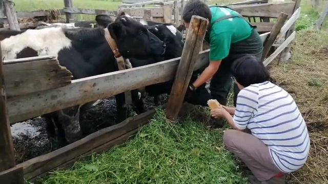 Делаем витамины бычкам смотреть онлайн
