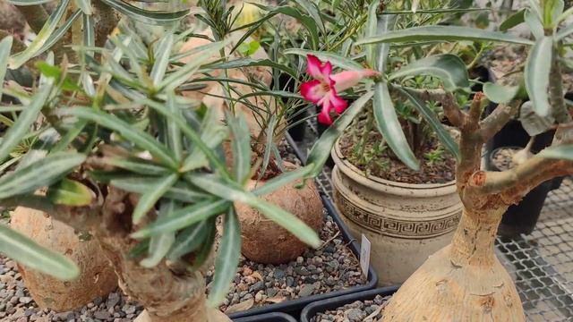 Природные экземпляры Adenium Somalense в моей коллекции