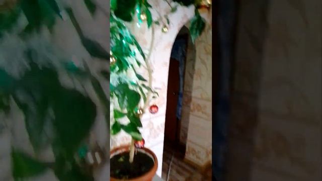 Необычная "ёлка" на новый год, снято после праздников) смотреть онлайн