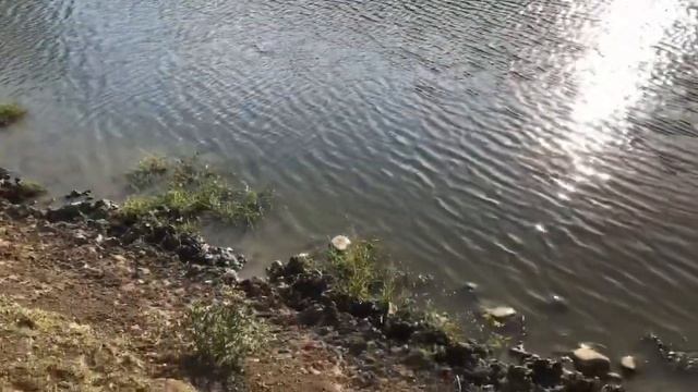 Kəndin mənzərələri/ Пейзажи Деревни/ Buğda sahələri/Пшеничные Поля смотреть онлайн