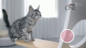 Реклама Purina One — Здоровый питомец сегодня и завтра (2019)