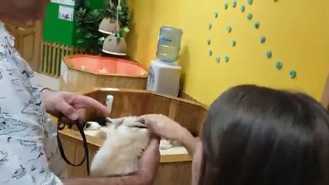 Фенек Веня гуляет под присмотром директора Зоопарка смотреть онлайн