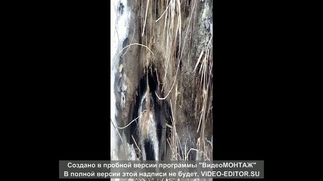 Первое знакомства с норами Где жил барсук! смотреть онлайн