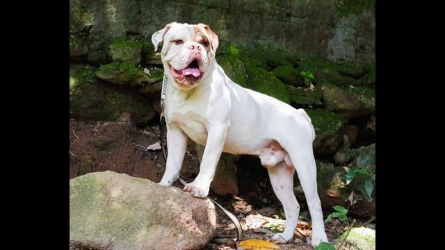 SPEAK. Ep48: The Brazilian Bulldog (Campeiro Bulldog) #bulldoglovers #bulldog