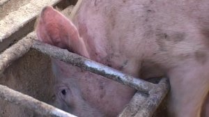 Условия содержания свиней. Свинокомплекс строительство. Свинарник