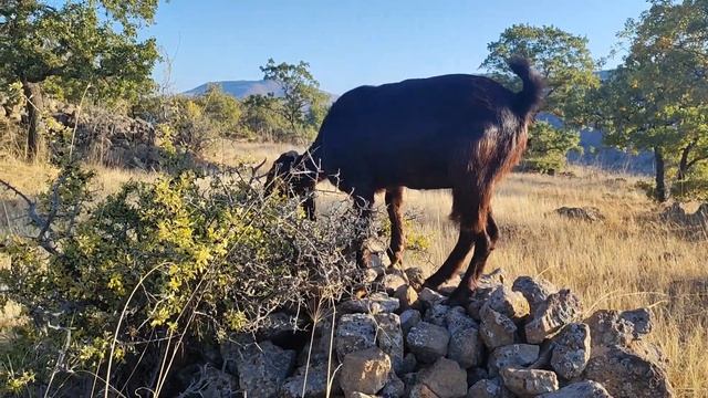Halep Keçi Yetiştiriciliği | Yayılım Günlükleri 5 смотреть онлайн