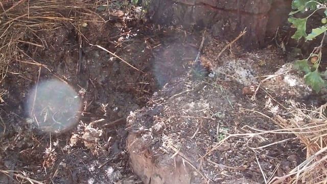 А черви то есть, растут, плодятся смотреть онлайн
