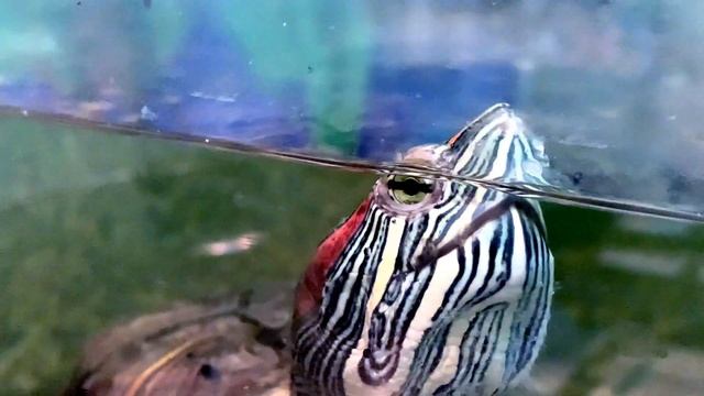 Танец черепахи | Прыжок с трамплина | ЭКСТРИМ смотреть онлайн