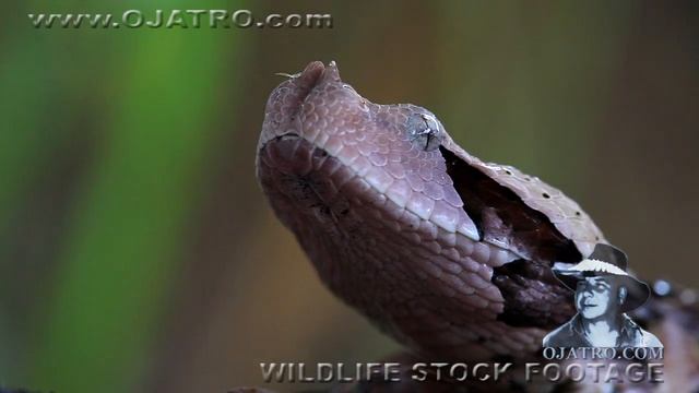 Gaboon Viper 04 - Dangerous Animals