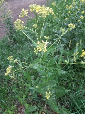 107. Свербига восточная - Bunias orientalis