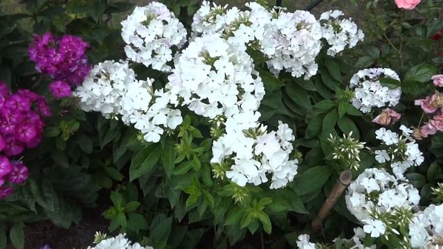phlox.MTS смотреть онлайн