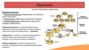 Гаметогенез и оплодотворение