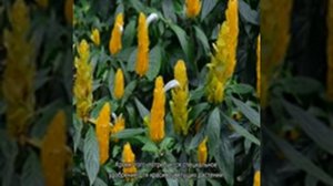 Пахистахис желтый и красный — как ухаживать за растением