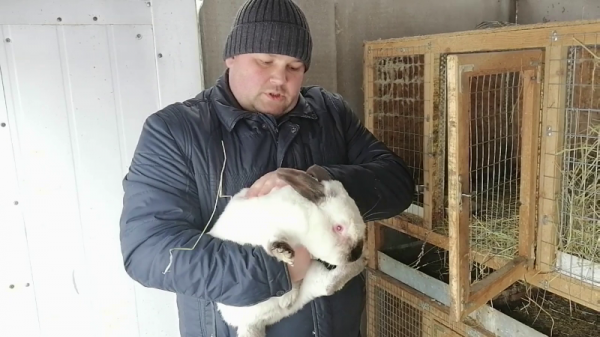 Какую породу кроликов выбрать начинающему кролиководу?