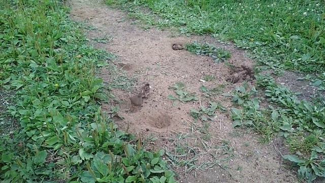 Воробьи пытаются рыть норы завидуя жизни мышей