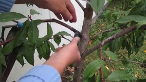 Помощь дереву! Как зафиксировать поломанную ветку у персика .