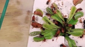 Сможет ли Мухоловка поймать быстрого Таракана? Эксперимент