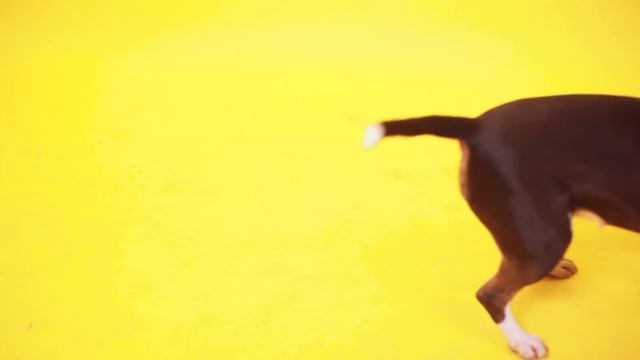 ОБЗОР ЯРКИХ ОШЕЙНИКОВ И ИГРУШЕК ДЛЯ СОБАК И КОШЕК ОТ ROGZ смотреть онлайн