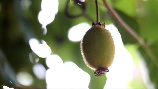 Kiwi vine can provide shade from the summer heat смотреть онлайн