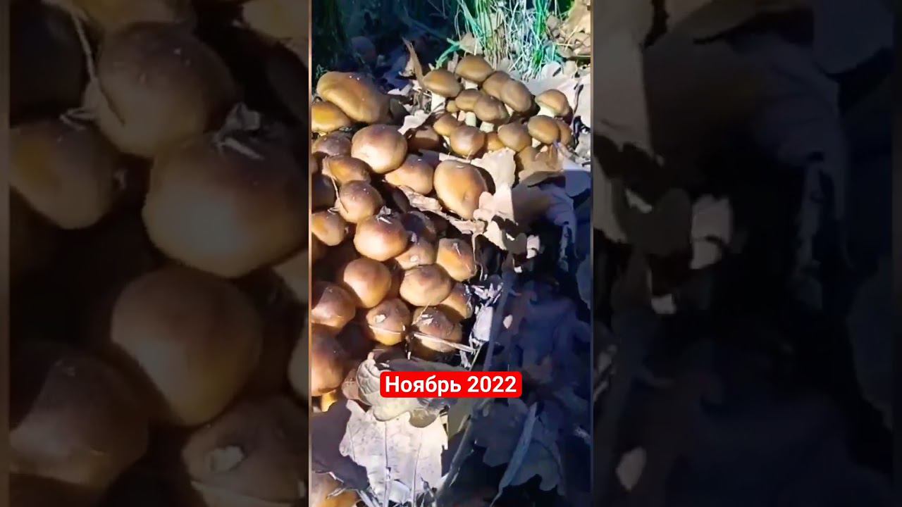 Осенние опята из архива. #грибы #грибалка #грибнойсезон #опята #shorts #short смотреть онлайн