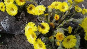 Первоцветы