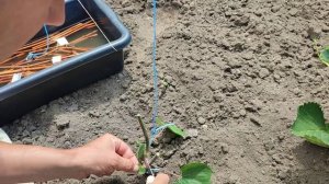 Прививка винограда. улучшенная копулировка.