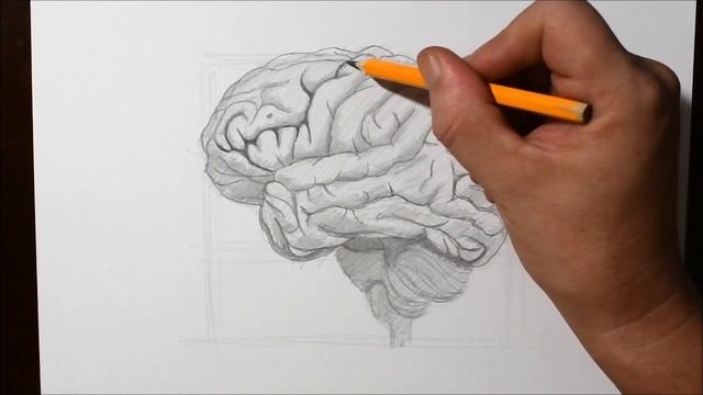 How to Draw a Brain | Pencil Drawing смотреть онлайн