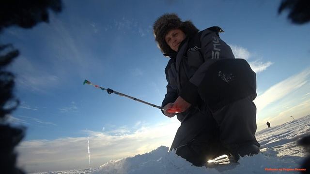 Берш выбирает приманку