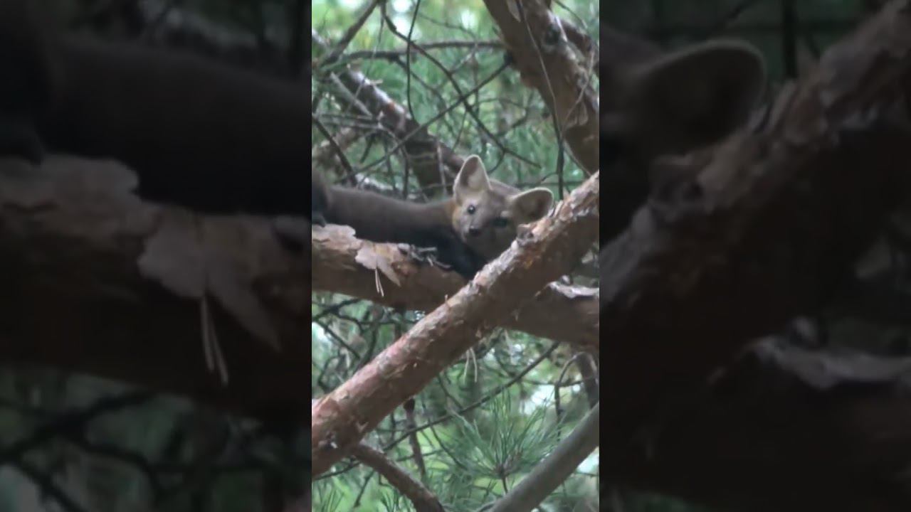 Соболь. Удивительная встреча на Столбах смотреть онлайн