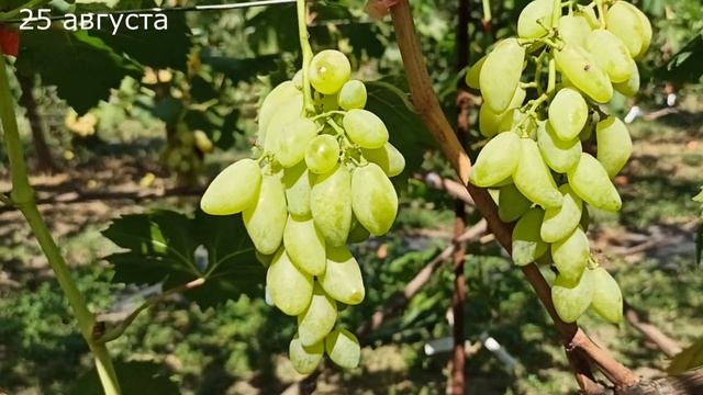Виноград "Голд фингер" смотреть онлайн