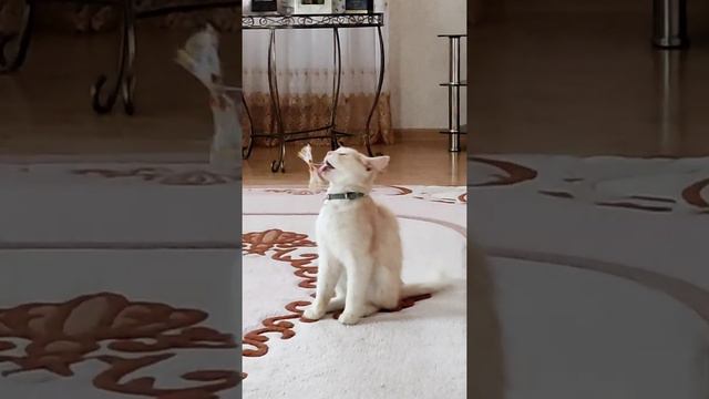 как проходит день мого кота (: смотреть онлайн